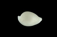 藏品(中華海兔螺)的圖片